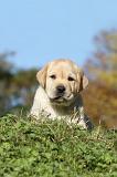 LABRADOR 299